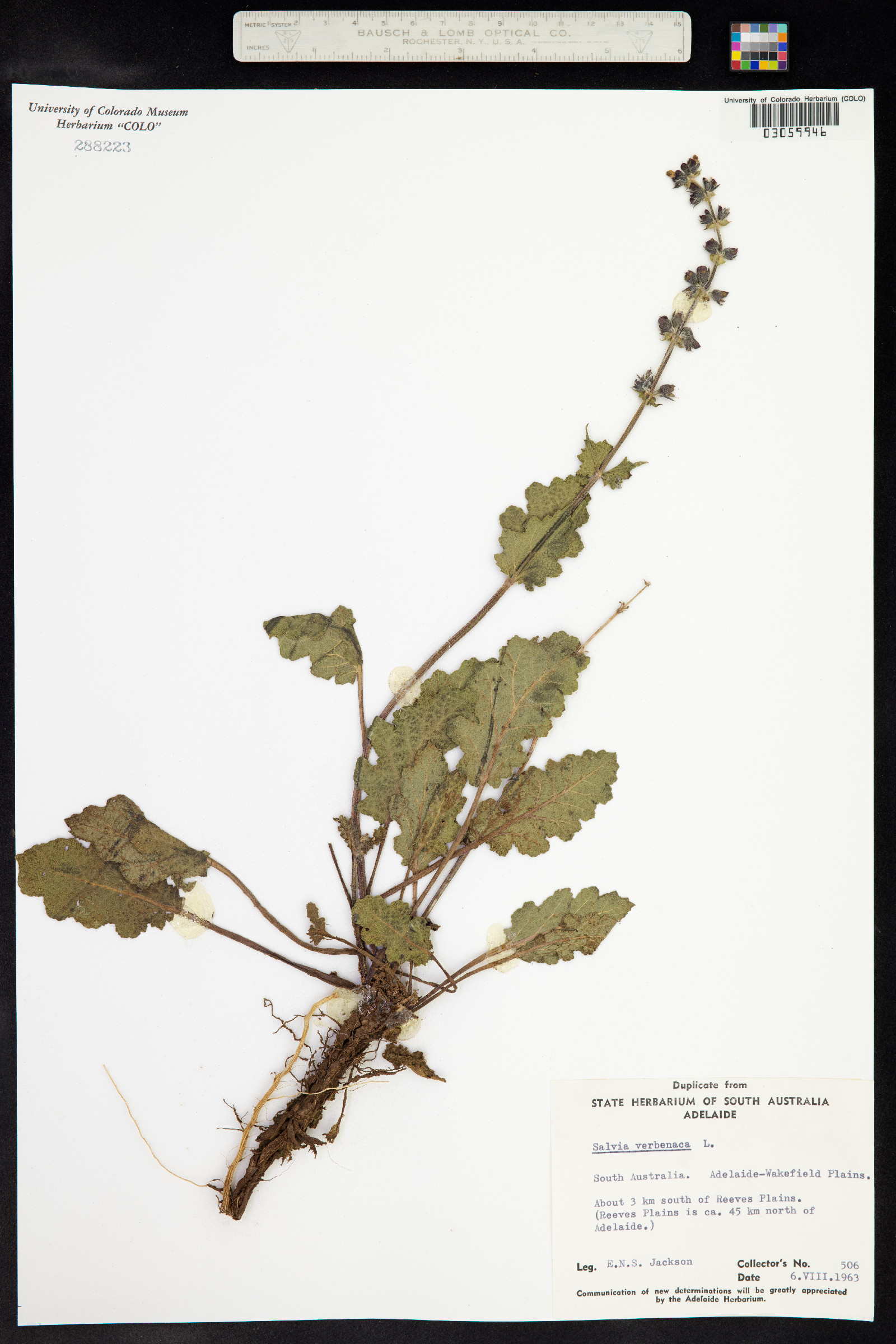 Salvia verbenaca image