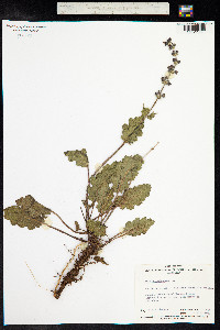 Salvia verbenaca image
