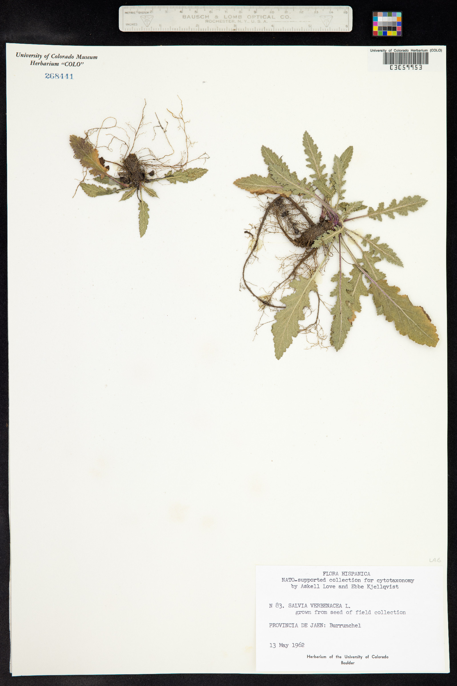 Salvia verbenaca image
