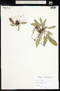 Salvia verbenaca image