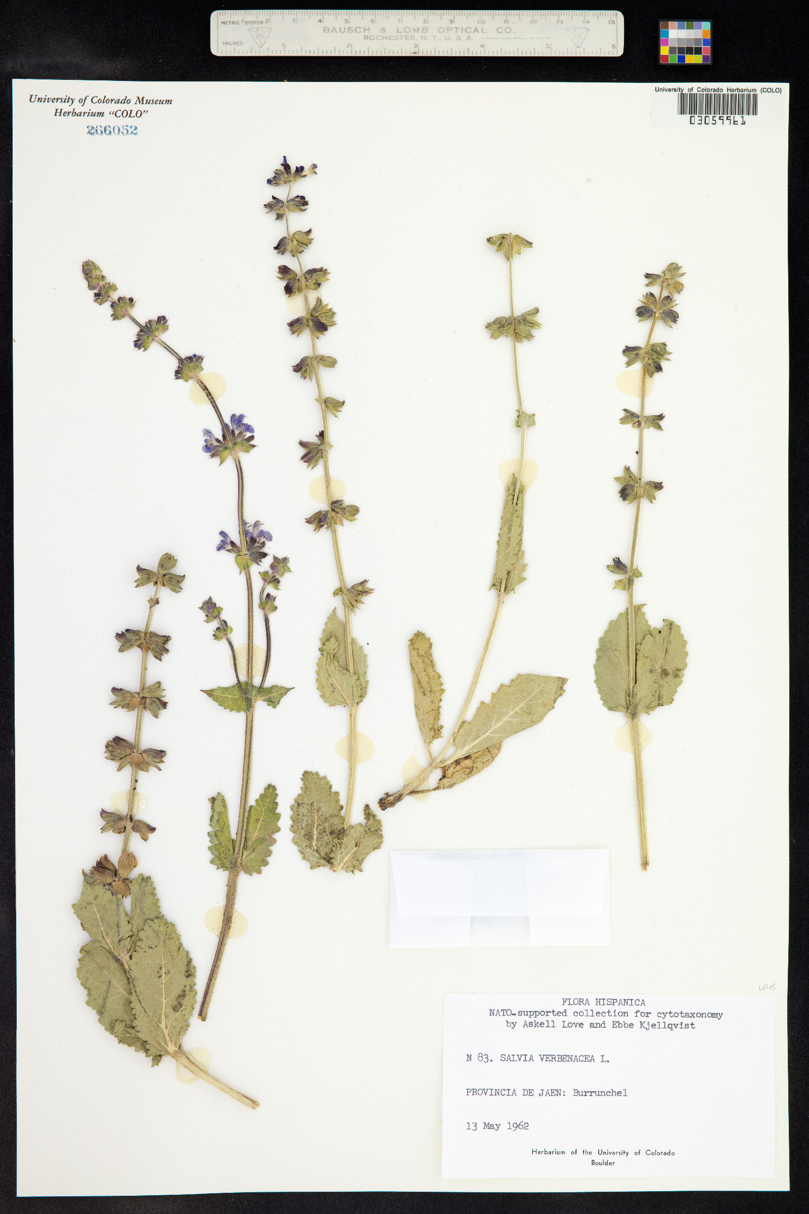 Salvia verbenaca image