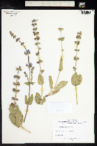 Salvia verbenaca image