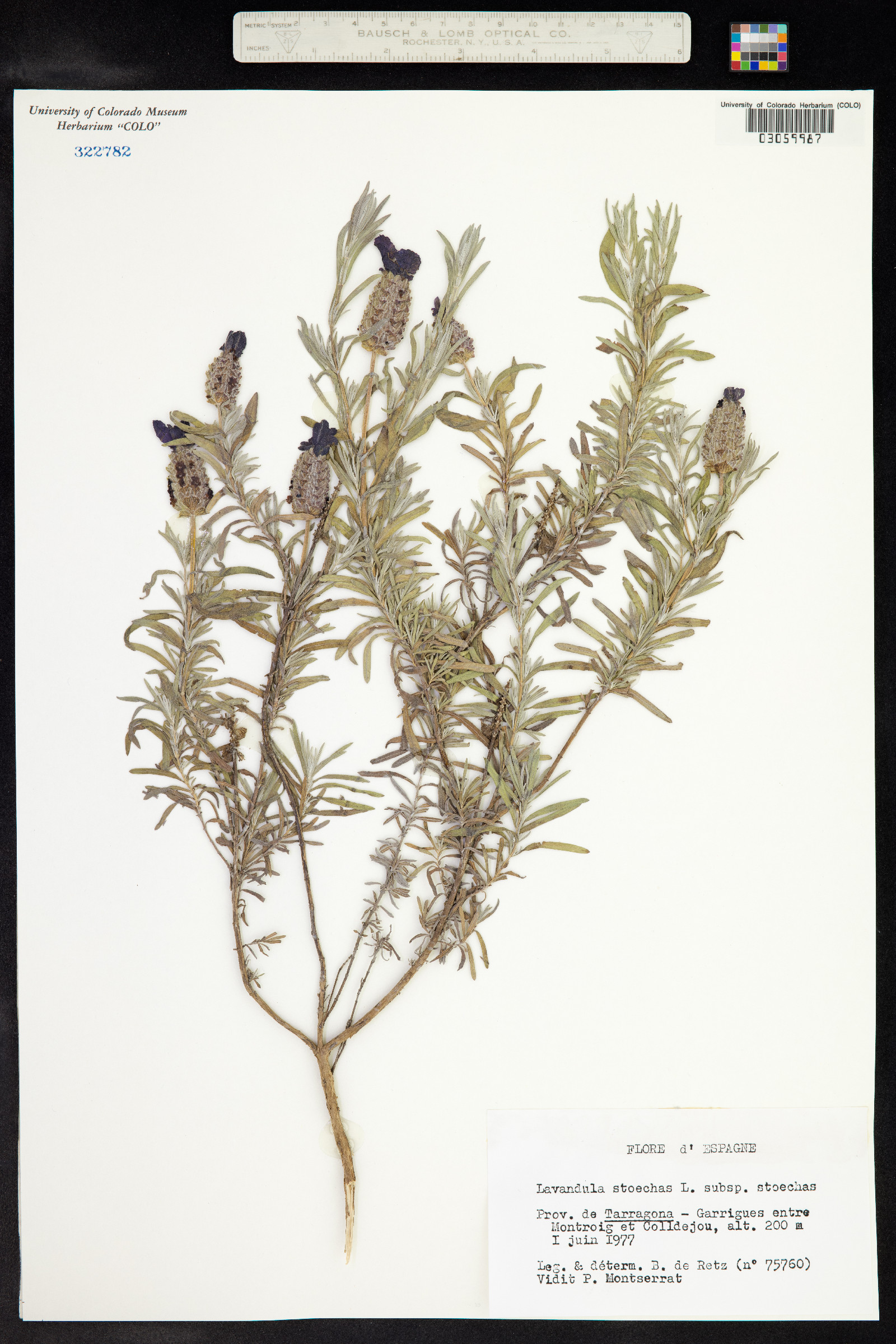 Lavandula stoechas image