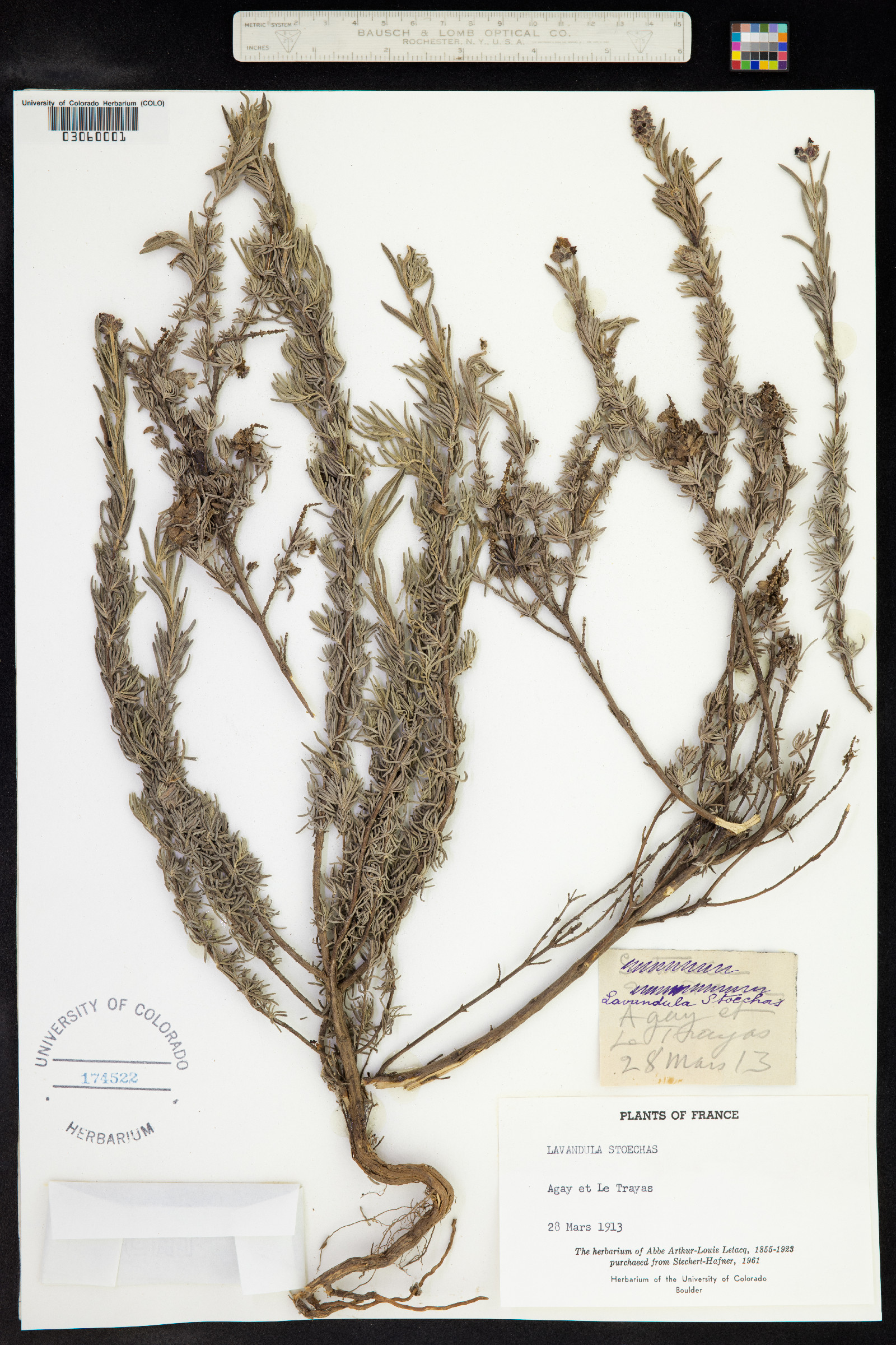 Lavandula stoechas image