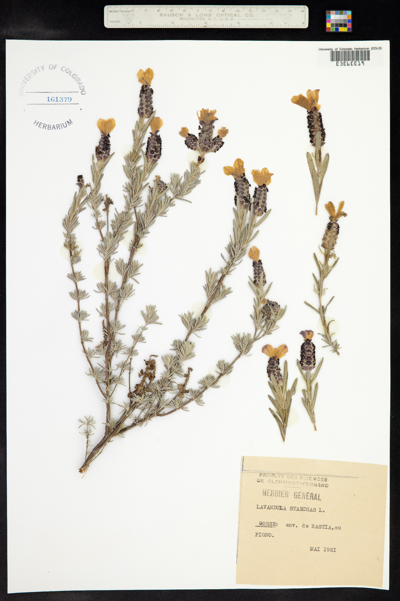 Lavandula stoechas image