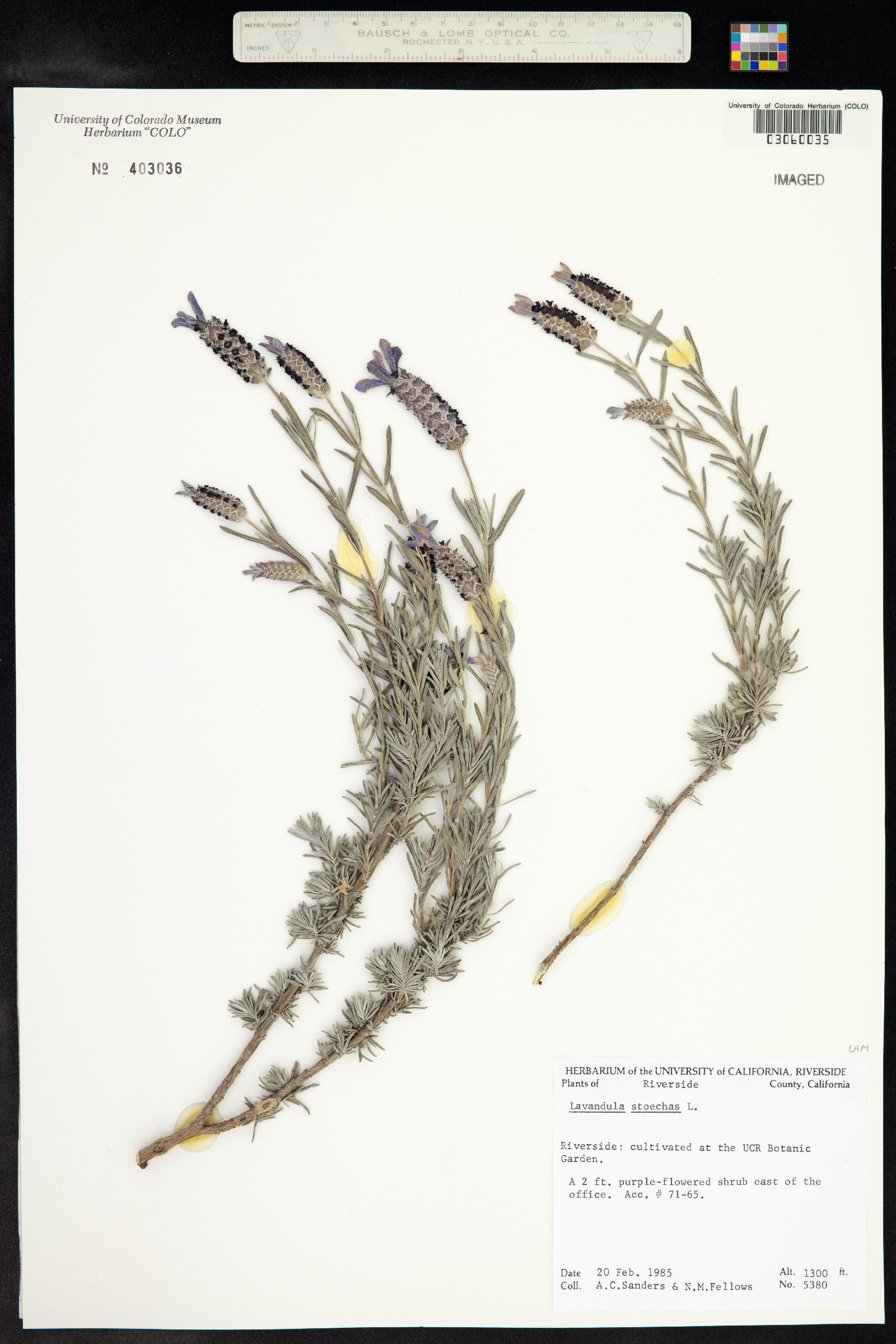 Lavandula image