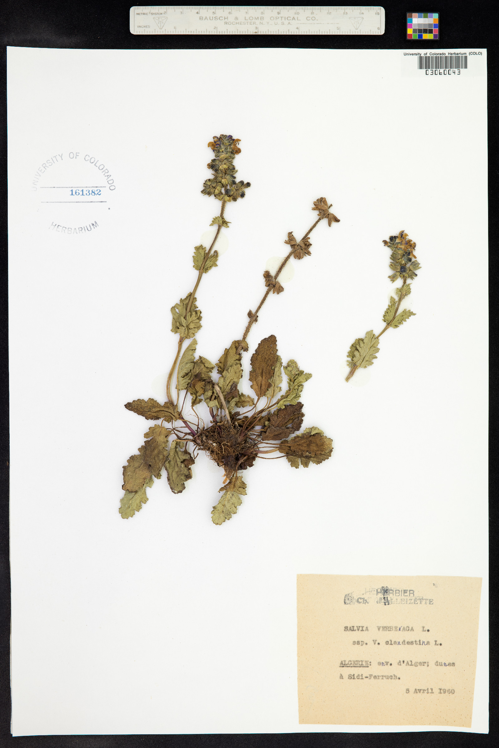 Salvia verbenaca image