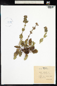 Salvia verbenaca image