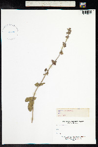 Salvia verbenaca image