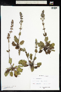 Salvia verbenaca image