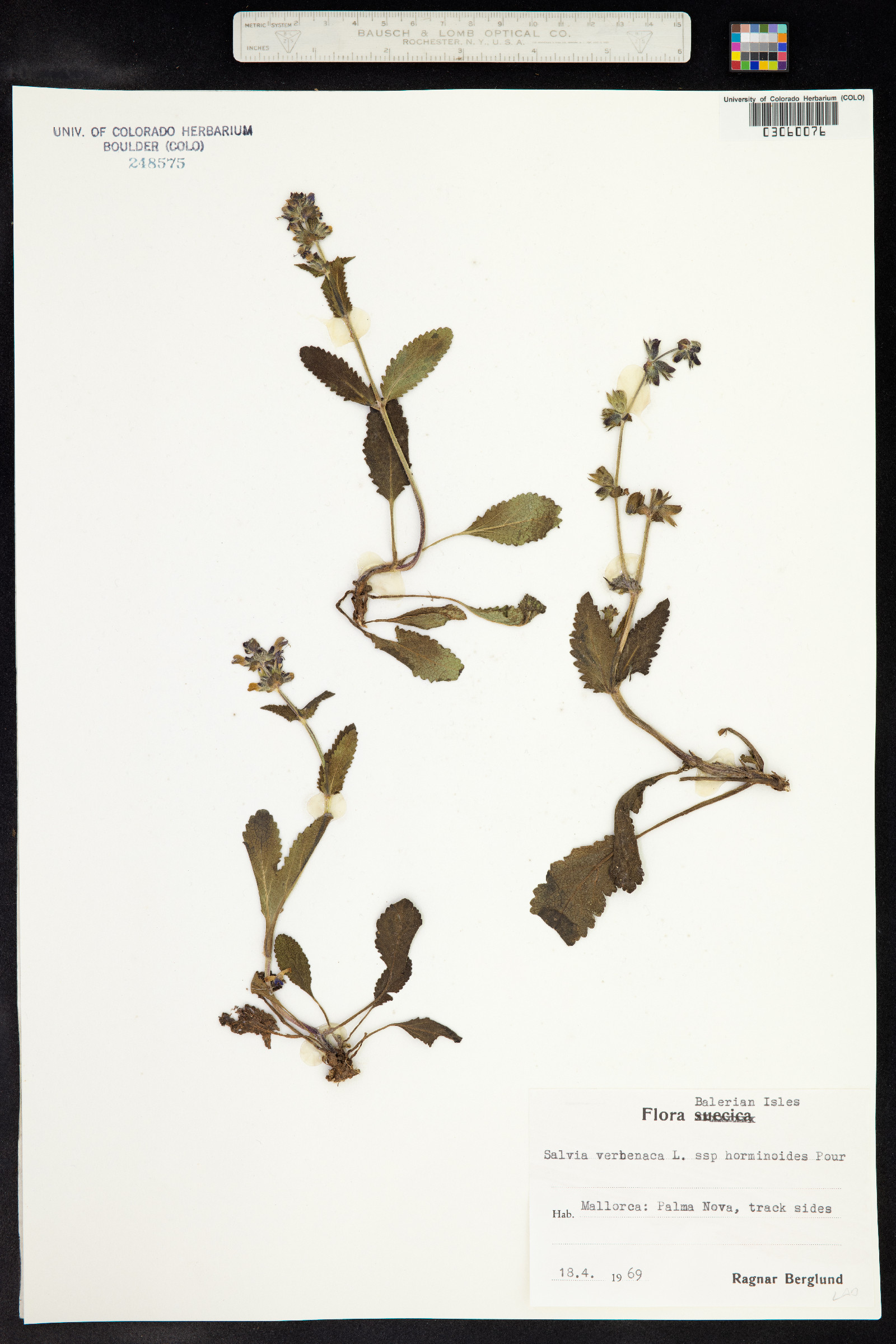 Salvia verbenaca image
