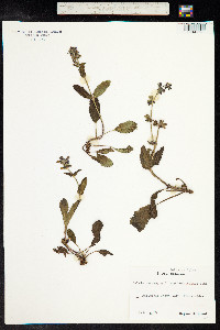 Salvia verbenaca image