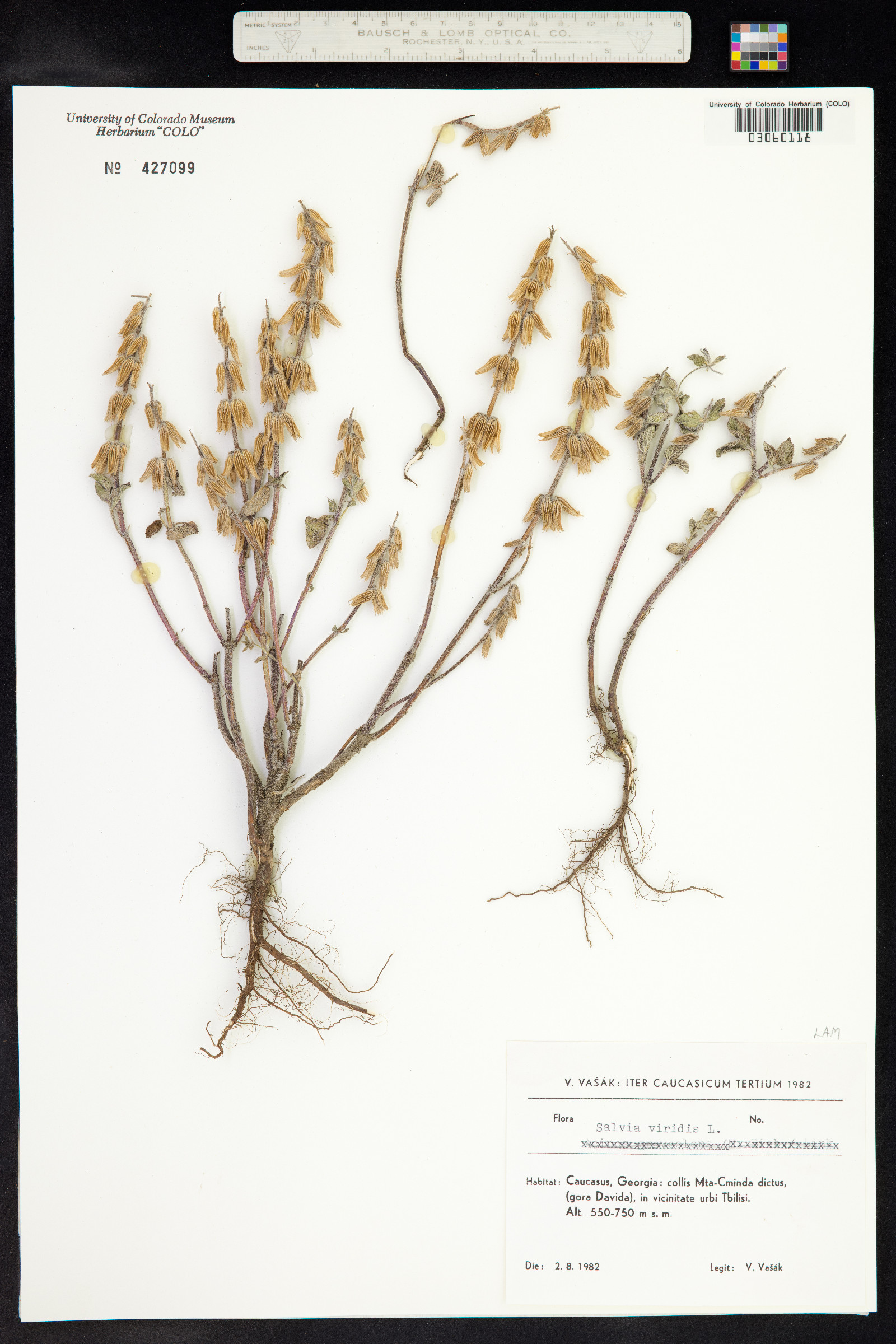 Salvia viridis image