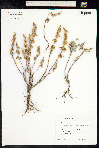 Salvia viridis image