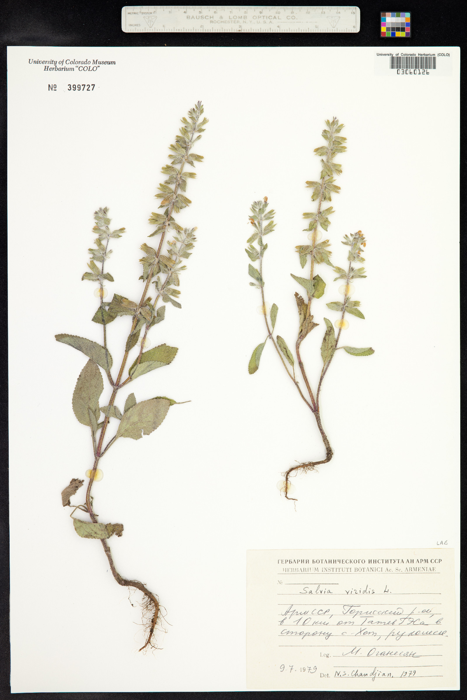 Salvia viridis image