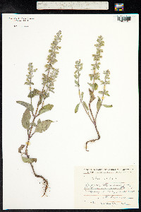 Salvia viridis image