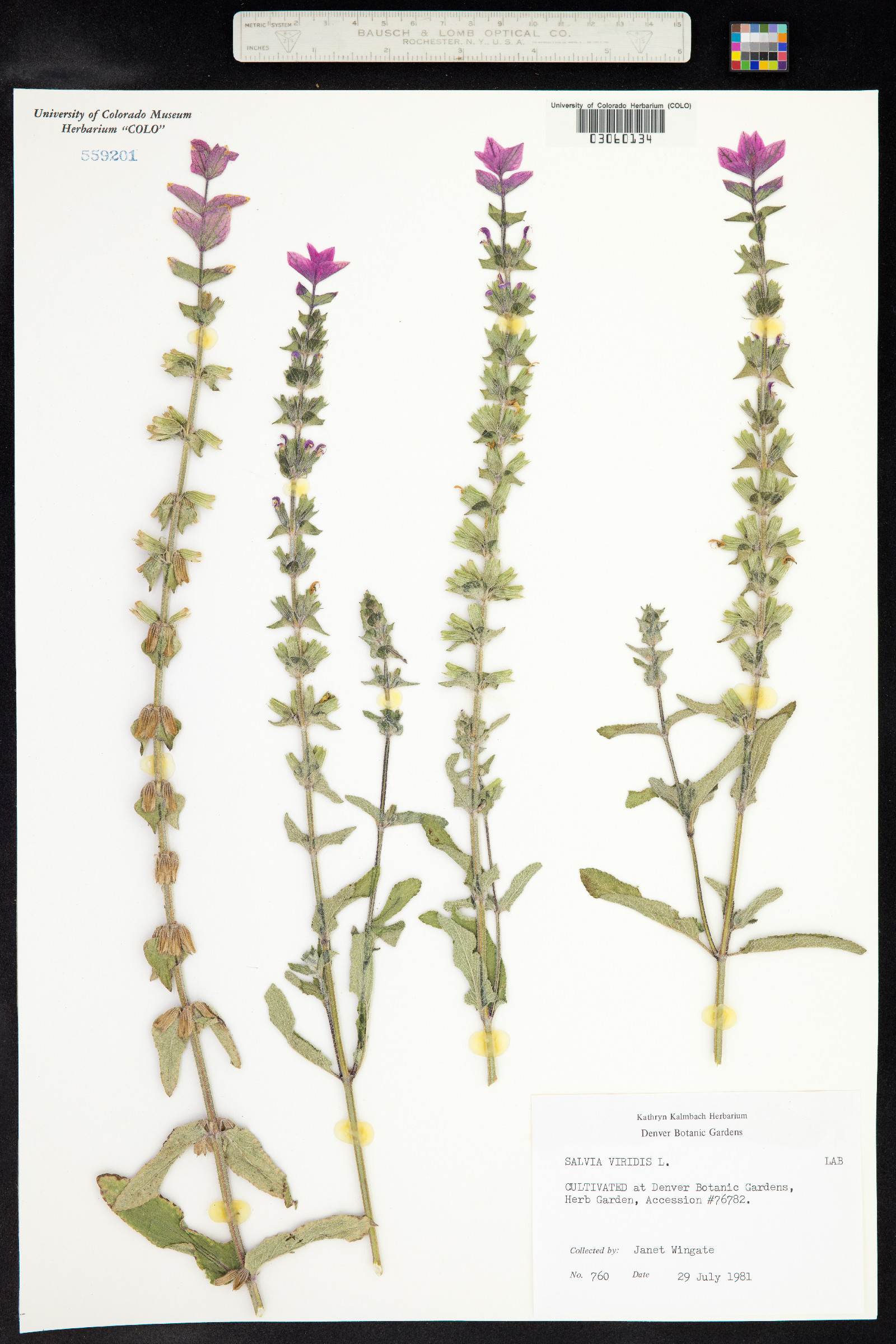 Salvia viridis image