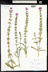 Salvia viridis image