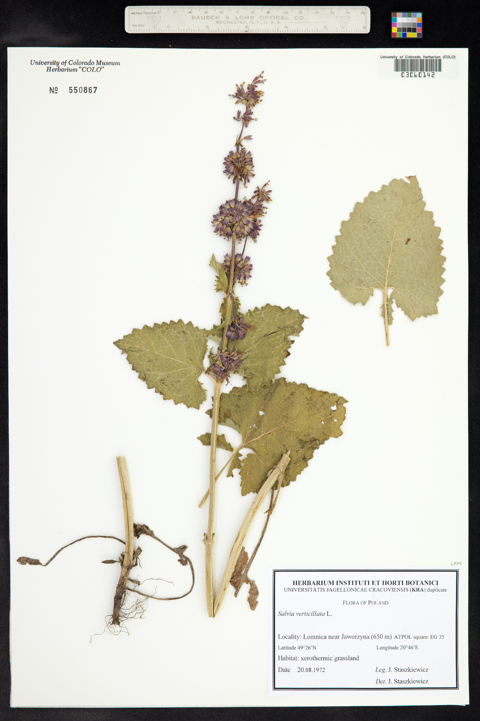 Salvia verticillata image
