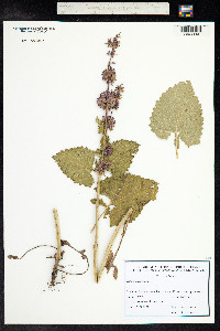 Salvia verticillata image