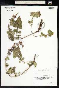 Salvia verticillata image