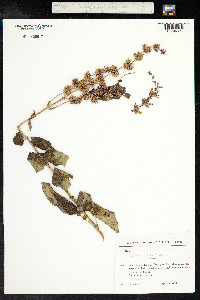 Salvia verticillata image