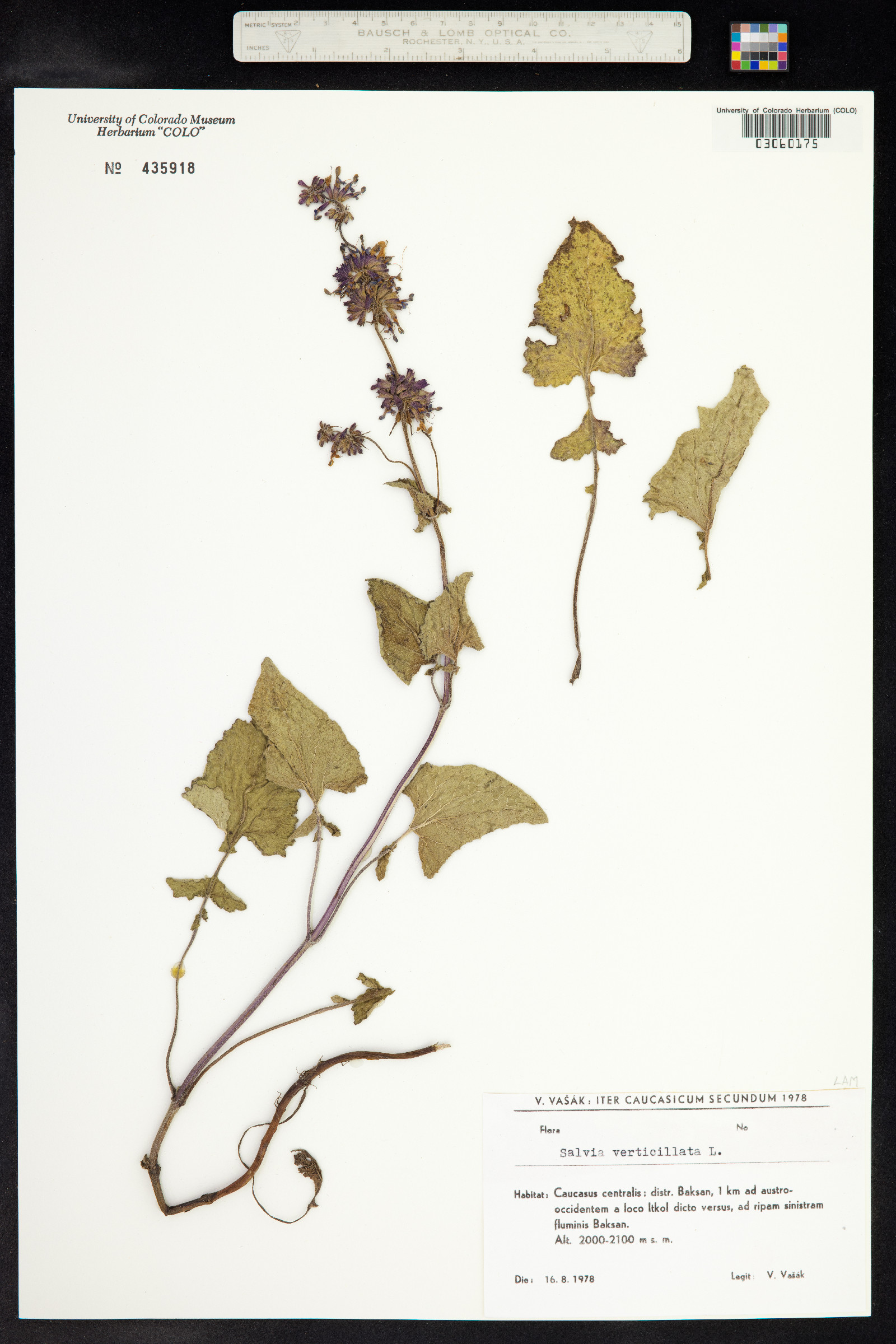 Salvia verticillata image