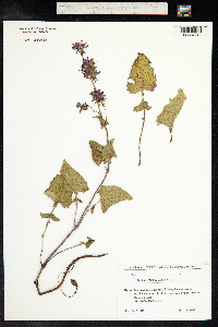 Salvia verticillata image