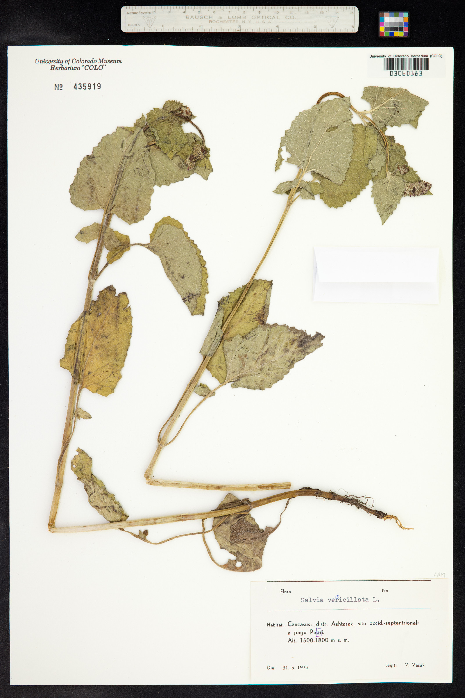 Salvia verticillata image