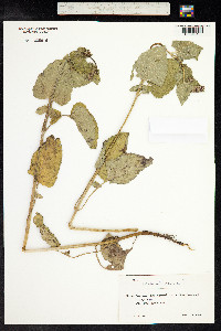 Salvia verticillata image