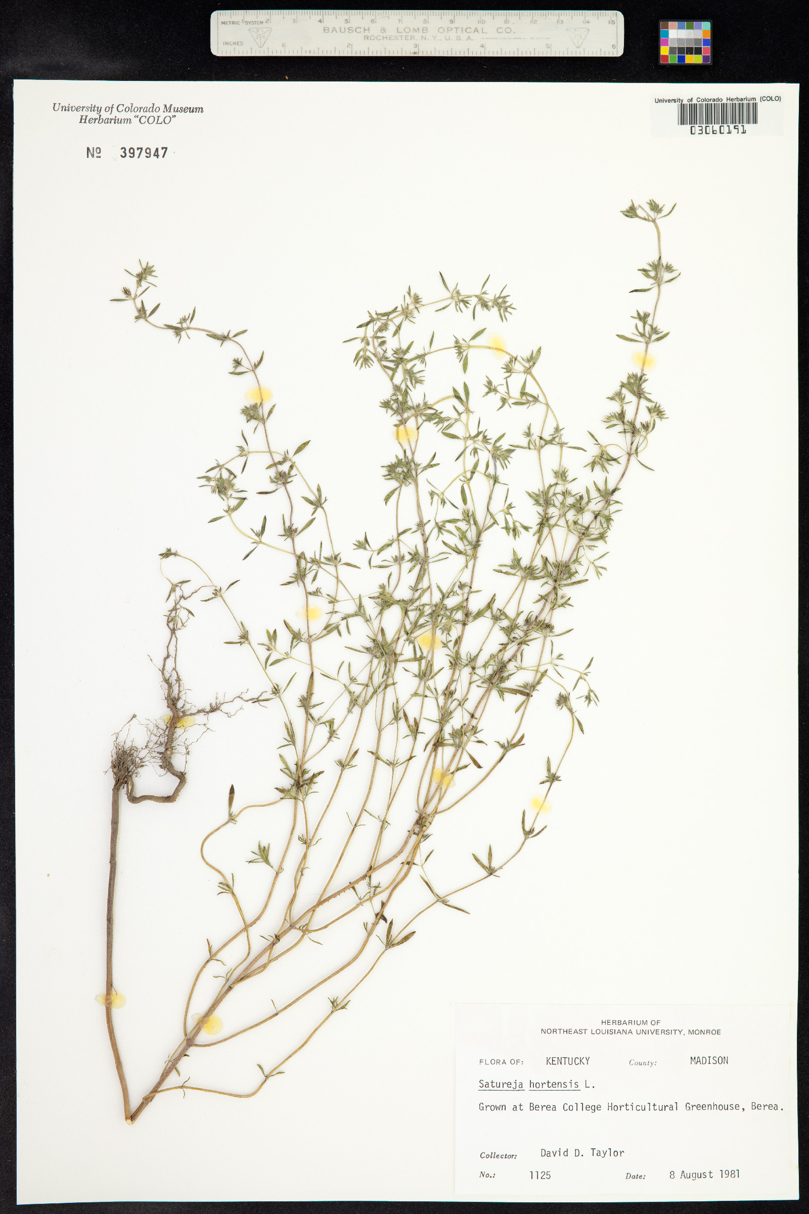 Satureja hortensis image