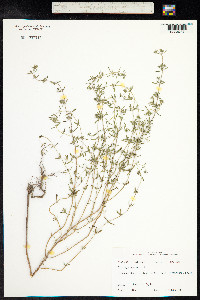 Image of Satureja hortensis