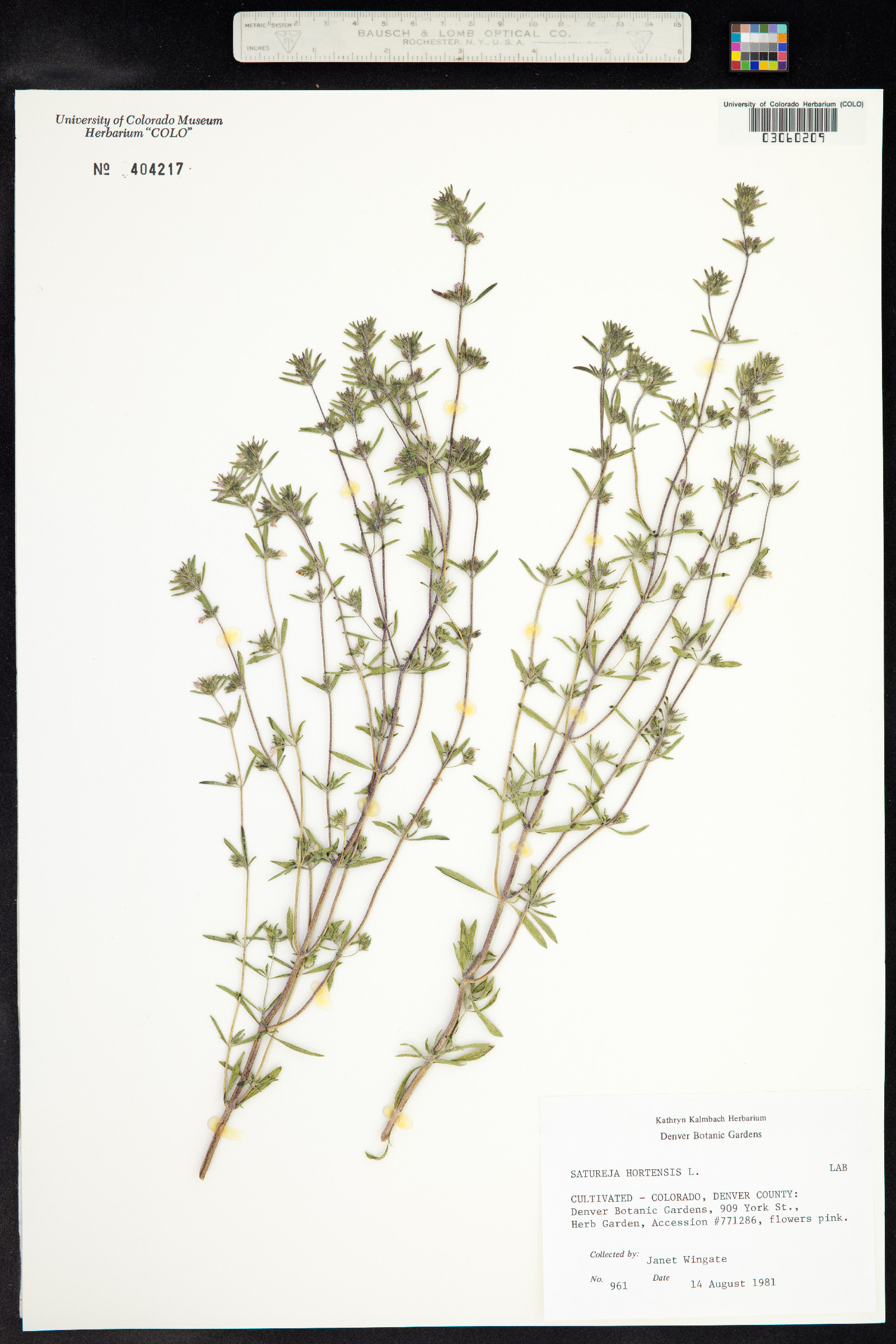 Satureja hortensis image