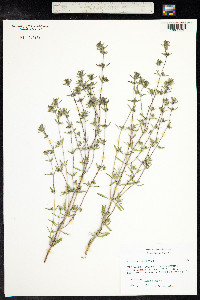 Satureja hortensis image