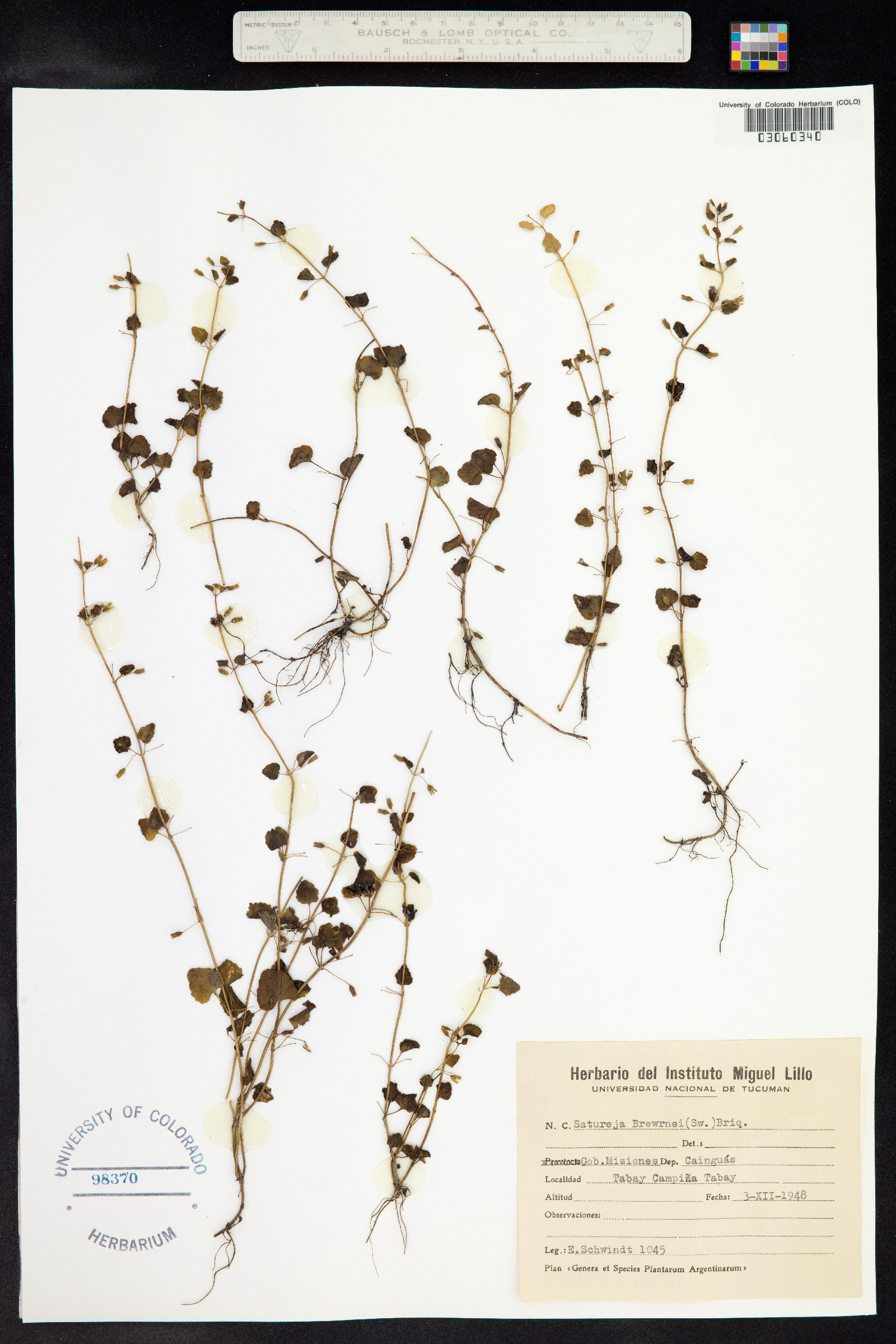 Clinopodium brownei image