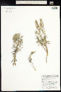Satureja montana image