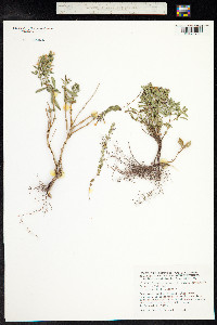 Satureja montana image