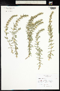 Satureja montana image