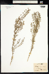 Satureja montana image