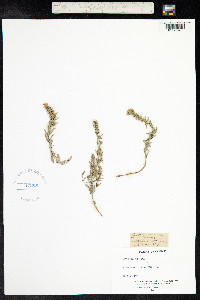 Satureja montana image