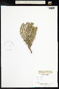 Satureja montana image