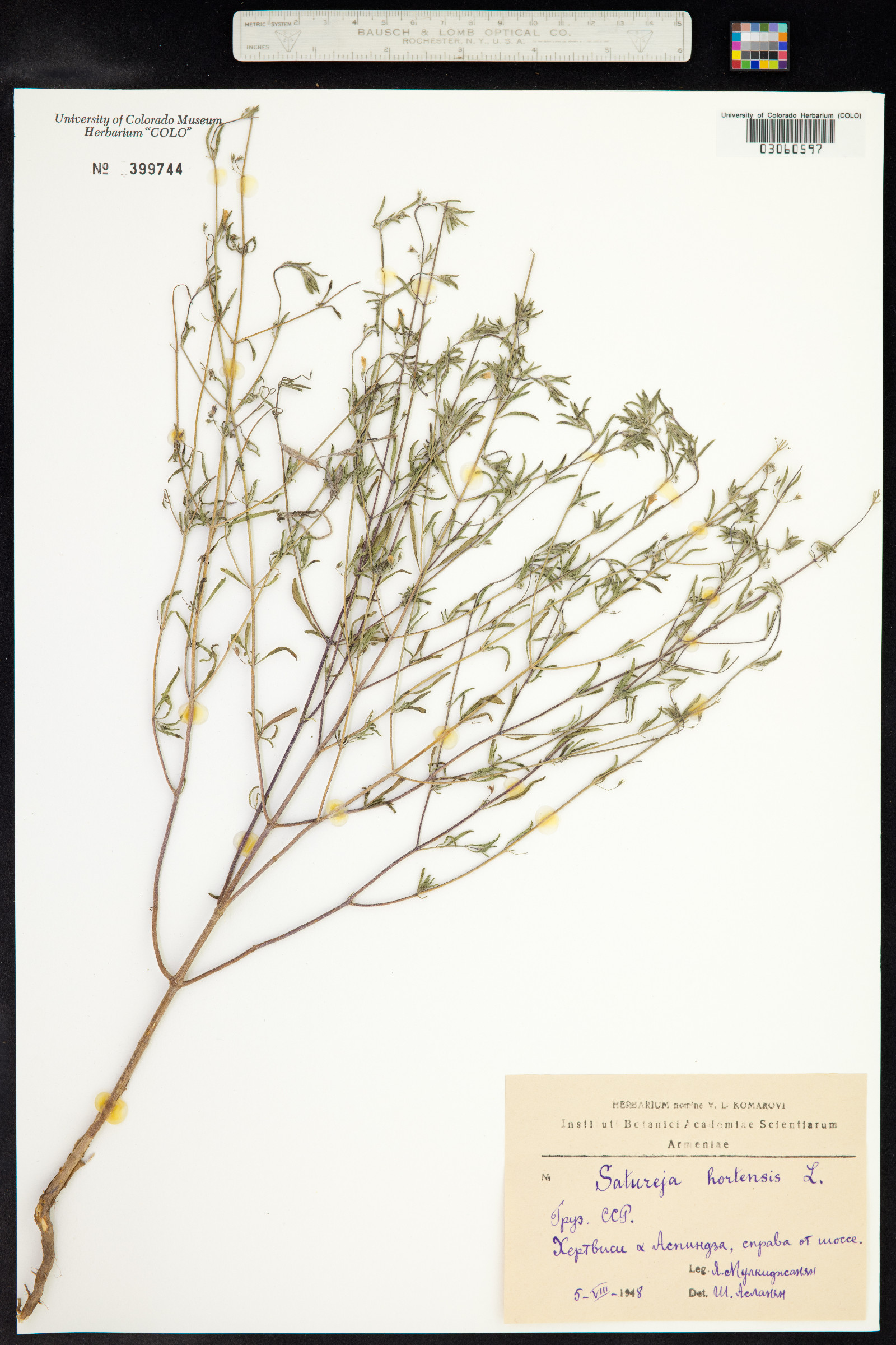 Satureja hortensis image