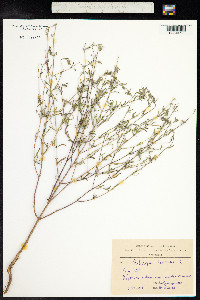 Satureja hortensis image