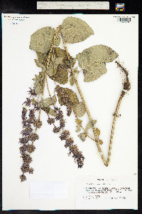 Salvia verticillata image