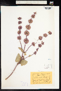 Salvia verticillata image