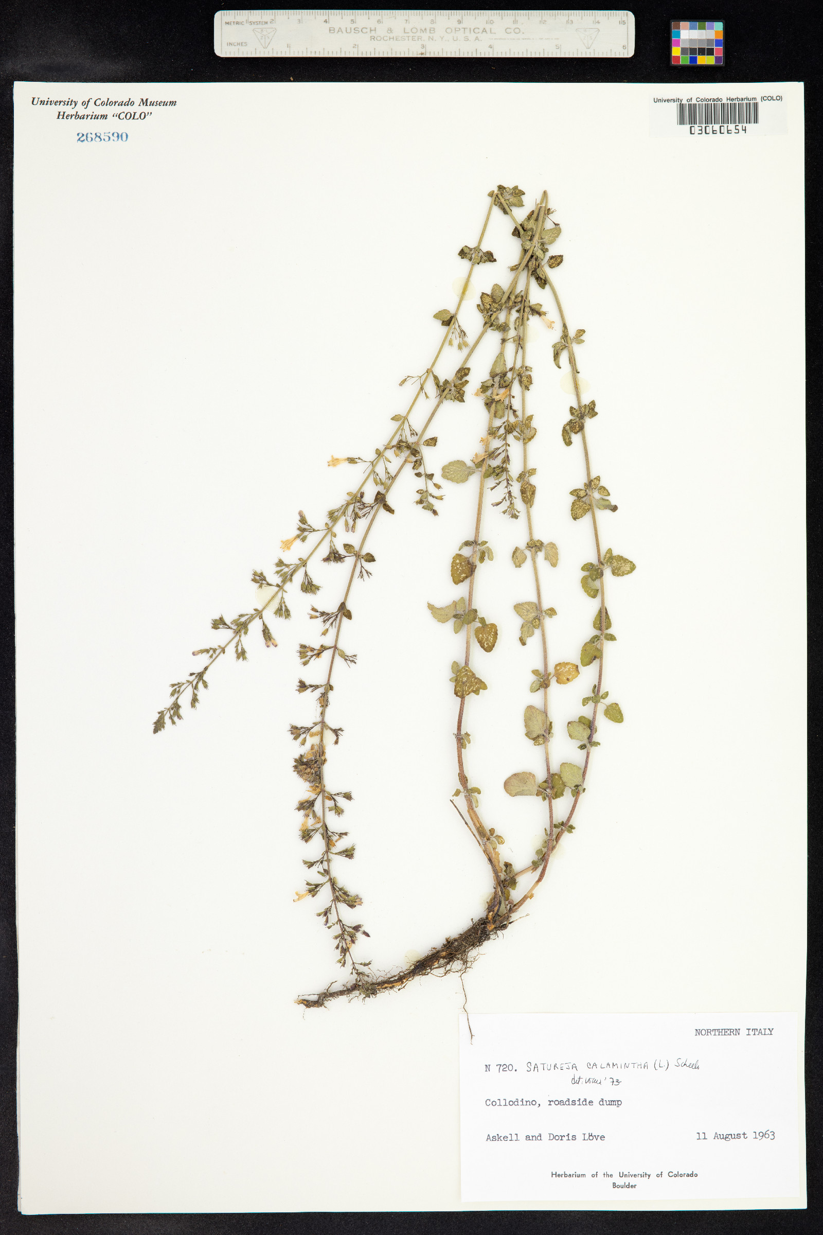 Clinopodium nepeta image