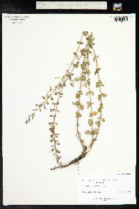 Clinopodium nepeta image