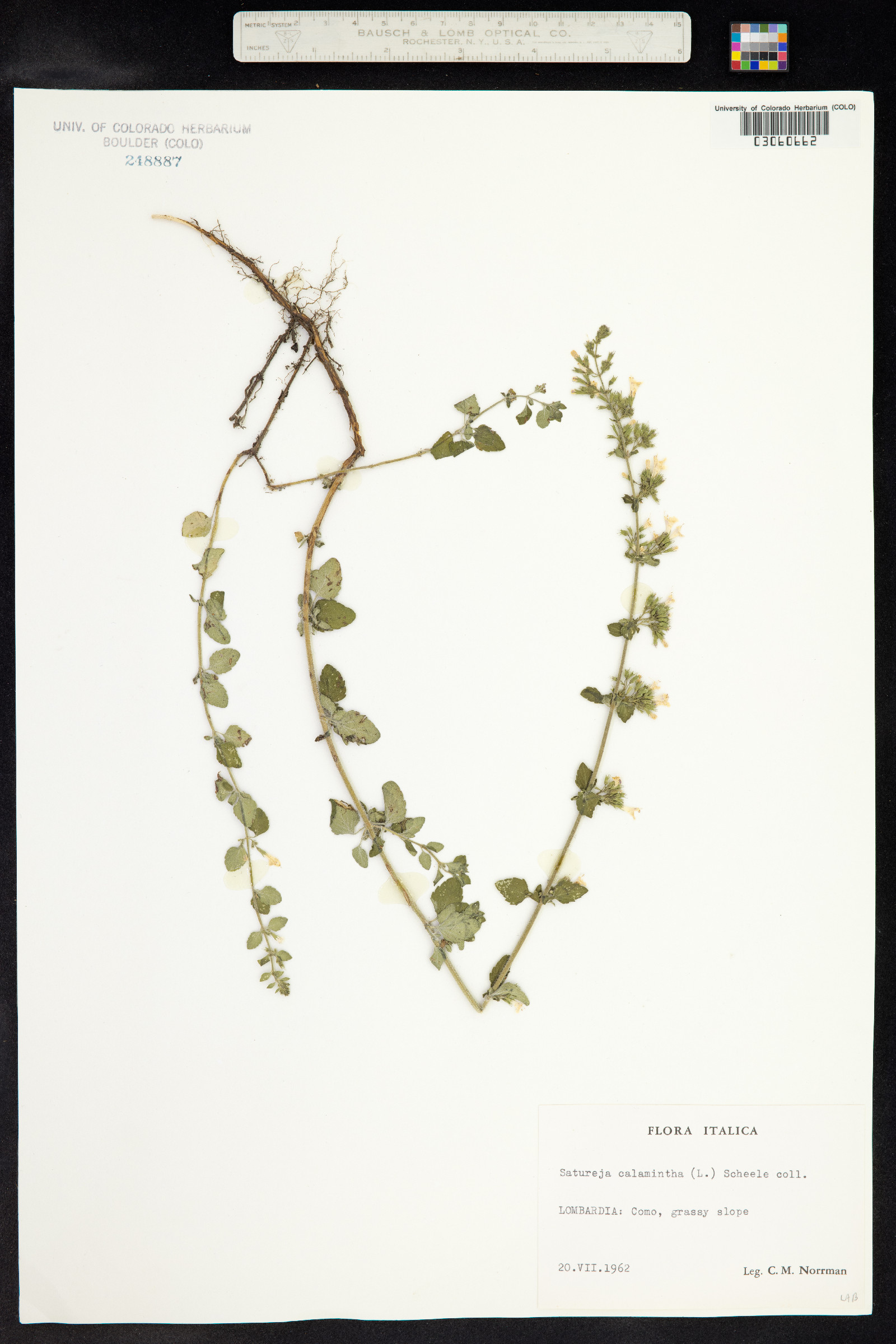 Clinopodium nepeta ssp. glandulosum image