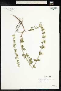 Clinopodium nepeta image