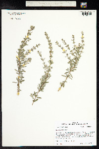Image of Satureja montana